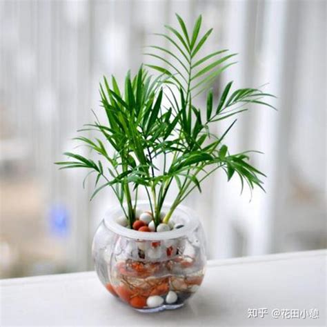 水培植物有哪些|【7大高颜值水培植物推荐】